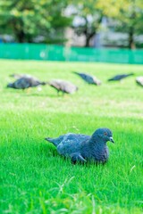 pigeon on the grass