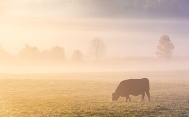 A cow grazes alone on a grassy field in thick early morning fog, lit beautifully by the sunrise