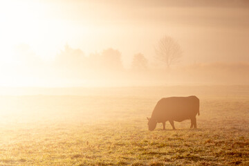 A cow grazes alone on a grassy field in thick early morning fog, lit beautifully by the sunrise