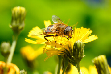 Schwebfliege auf einer Wiesenblume