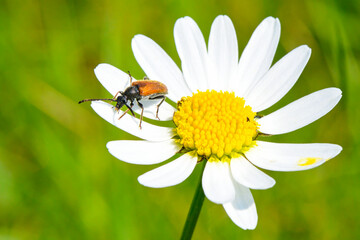 Kleiner Schmalbock auf einer Wiesenmargerite