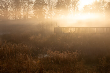 Fototapeta premium Wooden boardwalk path in thick early morning fog overlooking marsh wetland at Dixon Meadow Preserve, Pennsylvania, USA