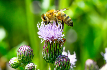 Biene auf einer Flockenblume