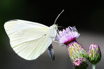 Kleiner Kohlweißling auf einer Flockenblume