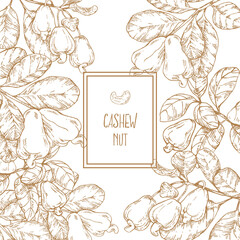 Hand drawn vector ripe cashew nuts illustration