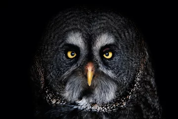 Poster Great Grey Owl (Strix nebulosa) Detail portrait on the black background © Sangur