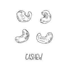 Hand drawn vector ripe cashew nuts illustration