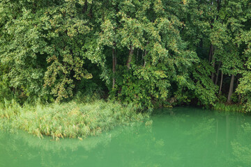 Wild overgrown forest lake with green water.