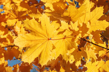 Naklejka na ściany i meble Bright yellow maple leaves on a sunny day background.