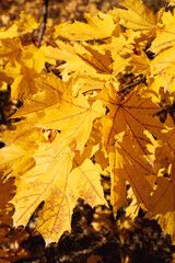 Yellow maple leaves on a branch background.
