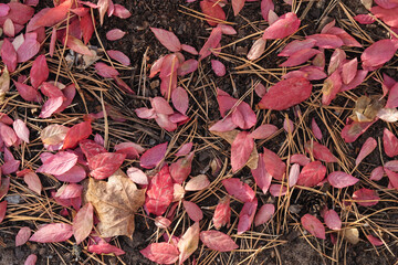 Autumn background with fallen red leaves and pine needles.