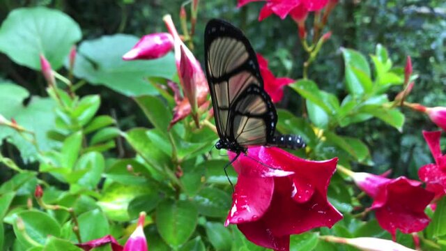Ein exotischer Schmetterling auf einer Pflanze.