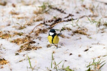 Obraz na płótnie Canvas Great tit (lat. Parus major) sits on the ground slightly covered with the first snow