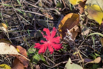 Bright red leaves of field geranium (Geranium sanguineum) in autumn among the grass