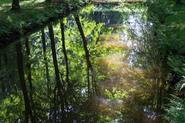 scenic summer reflection of trees and sunlight in calm water of an idyllic nature park 
