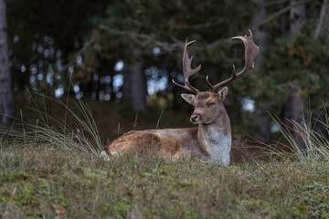 deer in the wild nature in the netherlands