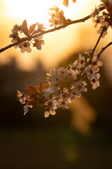 cherry blossom in the morning during spring season with bokeh sun background
