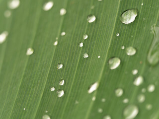 Leaf with water drops