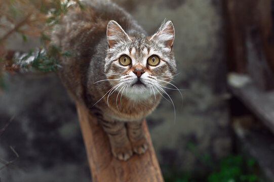 Beautiful portrait of a striped cat. Surprised cat looks up. Cat with yellow eyes in nature.