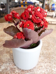 The decorative Kalanchoe exists in many colors, here in red