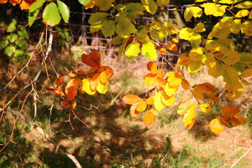 Autumn colours - Beech trees