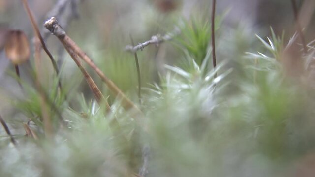 Polytrichum commune in the forest macro