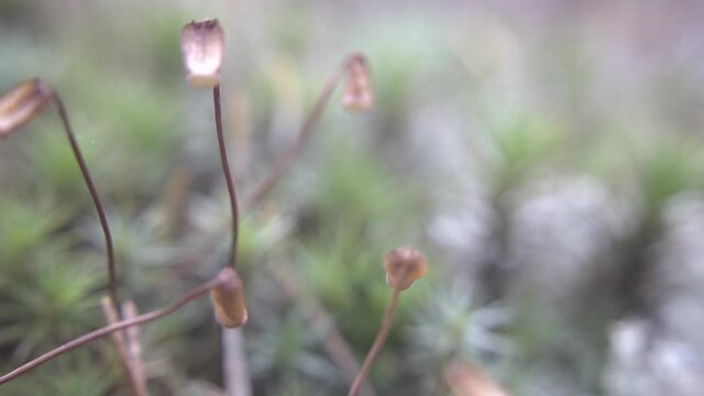 Polytrichum commune macro