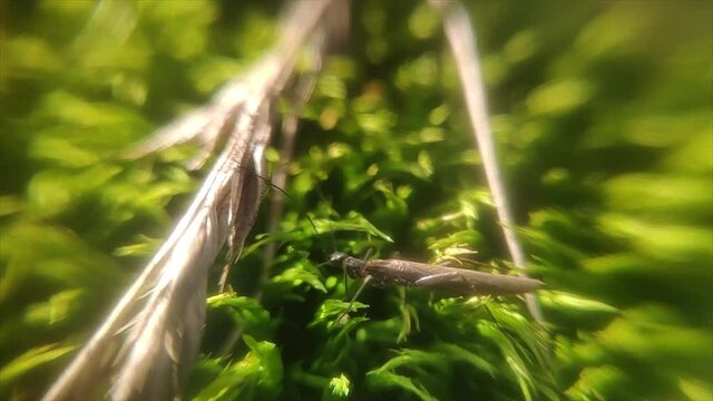Plecoptera on the moss macro
