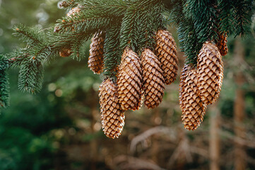 Spruce cones. Green spruce branches with needles and many cones in the fall. Many cones on spruce. Fir tree. Background image with copy space.
