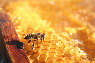 Closeup view of honeycomb frame with bee