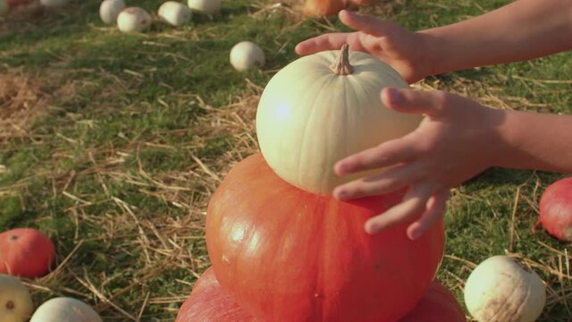 Pumpkin game. Fold the pumpkins to size to form a tower. Farm boy toys. A white vegetable at the top of the building.