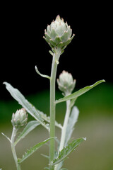 Image of a ardoon Artichoke plant against a dark natural background