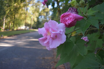 Hibiscus mutabilis pink rose in the garden
