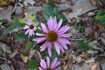 purple and yellow echinacea purpurea flowers in the garden
