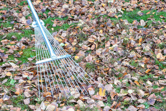Fallen leaves.Removes of fallen leaves.The rake removes fallen leaves.Autumn time.Green grass and moss