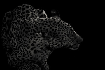 Leopard (Panthera pardus) isolated on black background