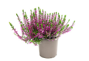 Blooming heather flowers in a pot isolated on a white background. Gardening.Common heather.Bush of flowering plants