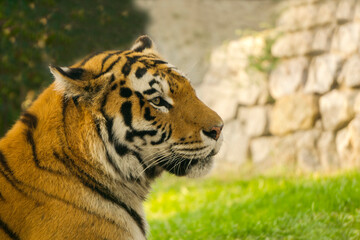 Young tiger in profile, resting in the shade, from the scorching sun