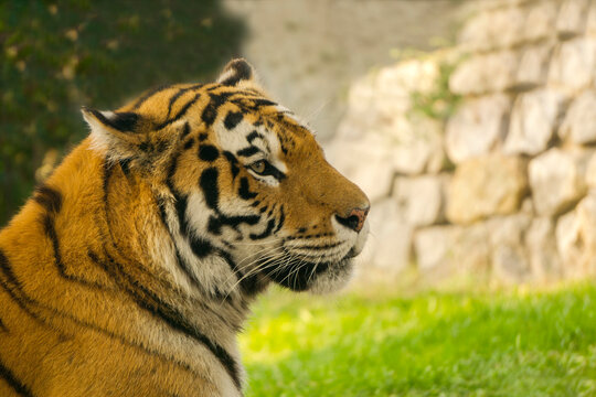 Young tiger in profile, resting in the shade, from the scorching sun