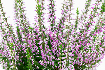 Naklejka premium Blooming heather flowers isolated on a white background. Gardening.Common heather.Bush of flowering plants