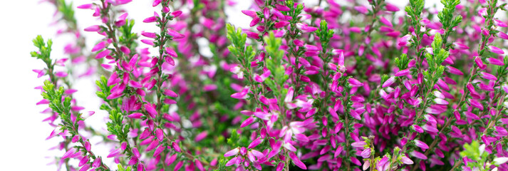 Blooming heather flowers isolated on a white background. Gardening.Common heather banner.Bush of flowering plants