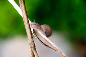 snail on branch
