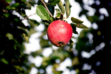 red apples on a tree