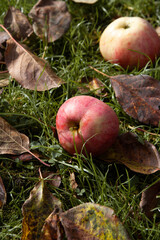 Ripe apples on the grass in the garden