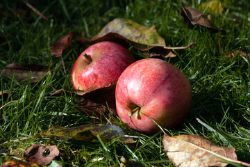 Ripe apples on the grass in the garden
