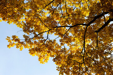 Yellow maple branch on the blue sky background