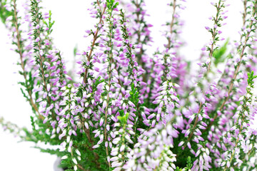 Blooming heather flowers isolated on a white background. Gardening.Common heather.Bush of flowering plants