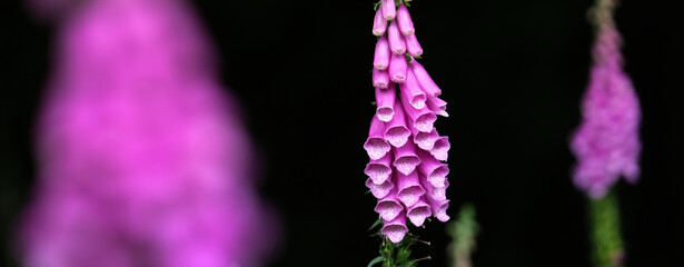Close of of Foxglove flowers against a dark background © russell witherington