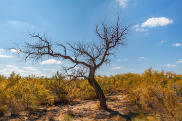 dry tree in the autumn