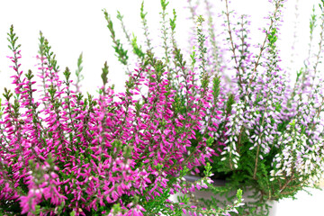 Blooming heather flowers isolated on a white background. Gardening.Common heather.Bush of flowering plants